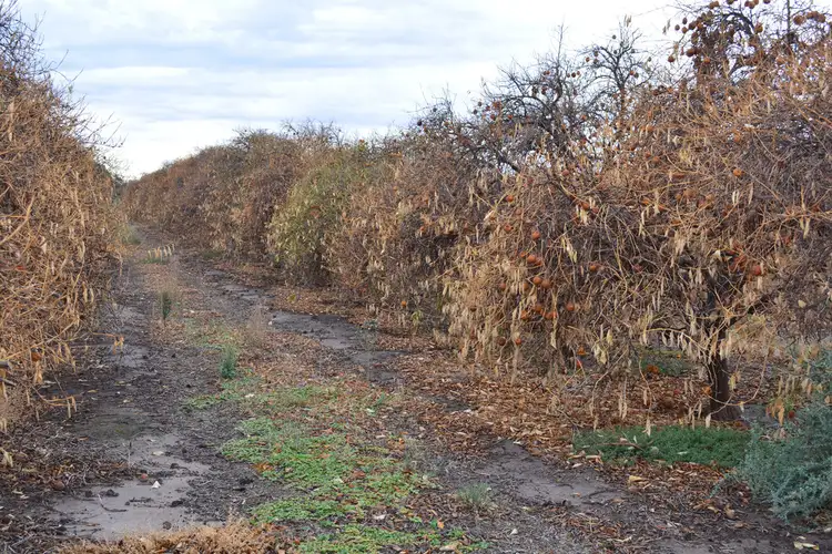 Fifth view of Homely rural property listing, 9 Channel Road, Curlwaa NSW 2648