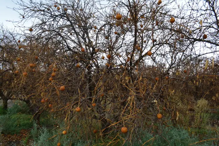 Sixth view of Homely rural property listing, 9 Channel Road, Curlwaa NSW 2648