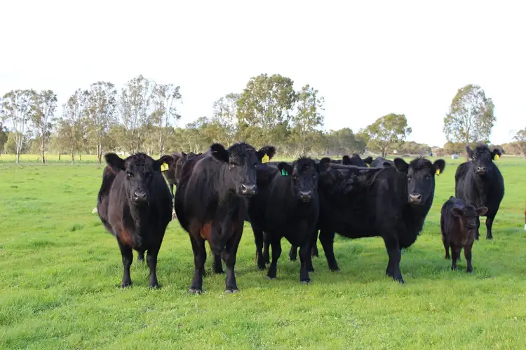 Second view of Homely rural property listing, 1973 Senior Road, Senior SA 5268