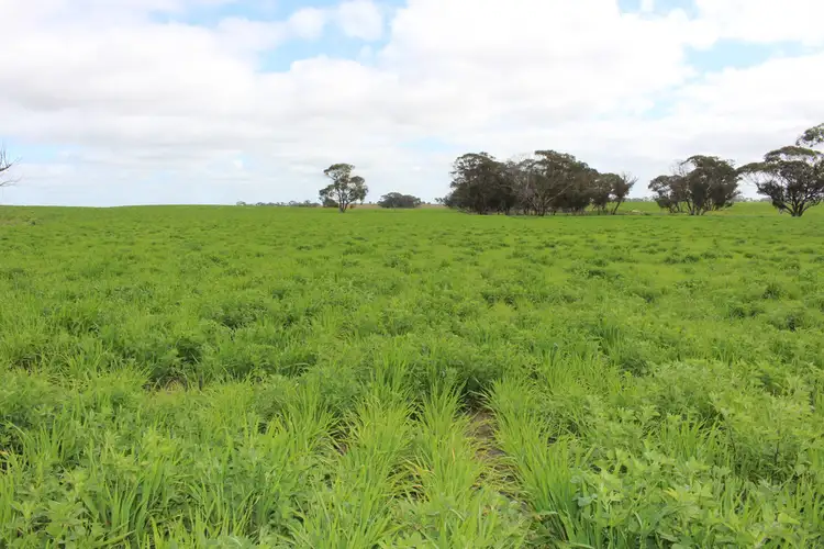 Fourth view of Homely rural property listing, 1973 Senior Road, Senior SA 5268