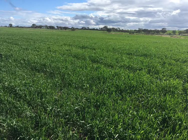 Main view of Homely rural property listing, Lot 100 Chandler-Merredin Road, Merredin WA 6415
