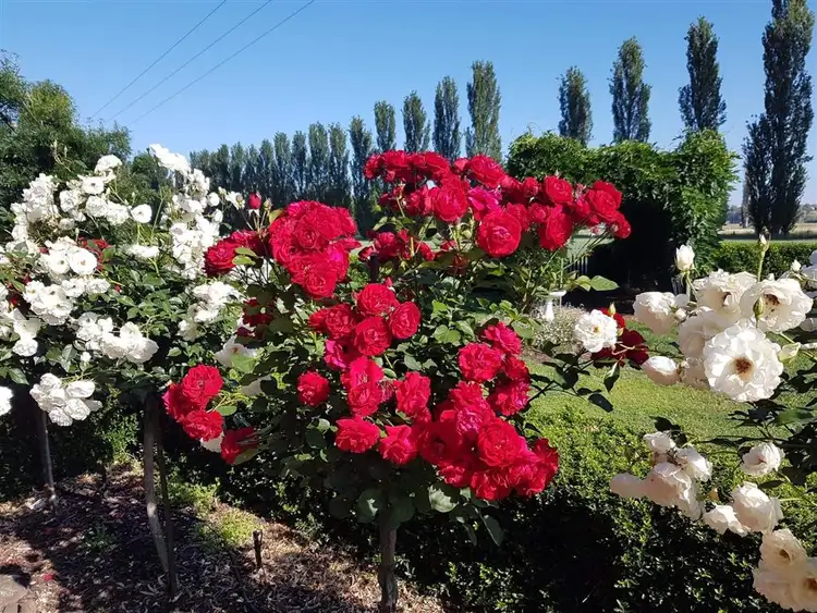 Seventh view of Homely house listing, 256 Tumut Plains Road, Tumut NSW 2720