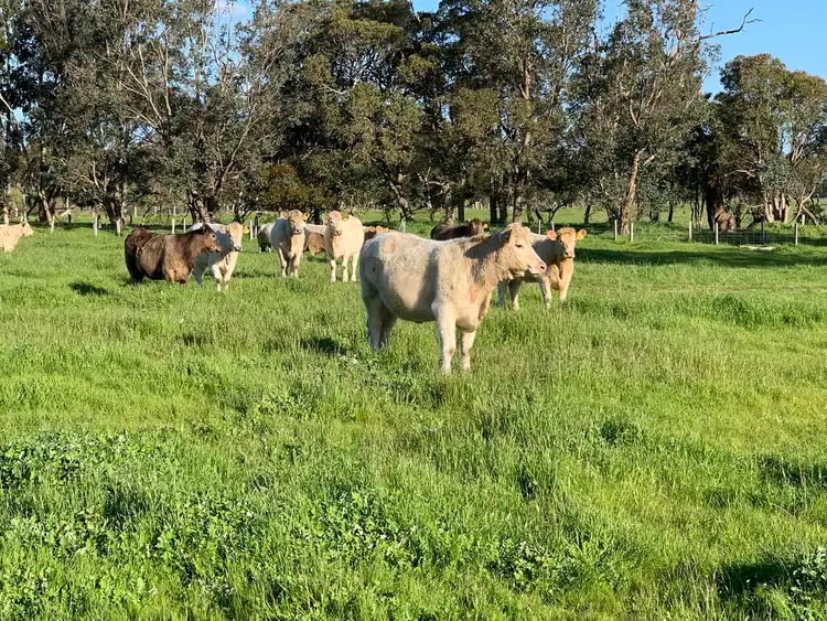 Seventh view of Homely rural property listing, 1679 SOMERS ROAD, Waroona WA 6215