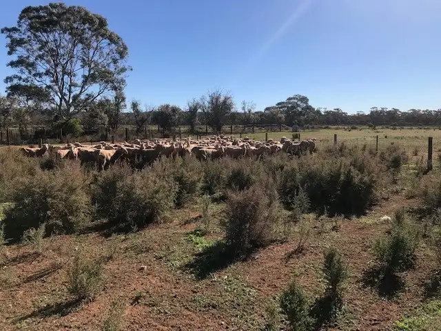 Fifth view of Homely rural property listing, - Markeys, Whyte Yarcowie SA 5420