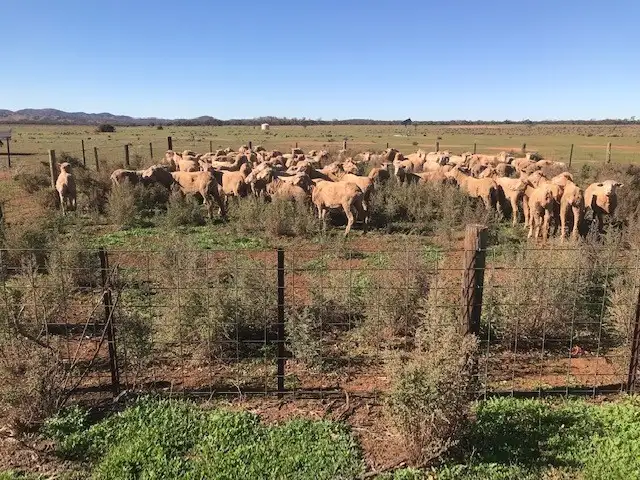 Sixth view of Homely rural property listing, - Markeys, Whyte Yarcowie SA 5420