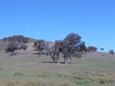 Seventh view of Homely rural property listing, 11 Walla lane, Rye Park, Boorowa NSW 2586