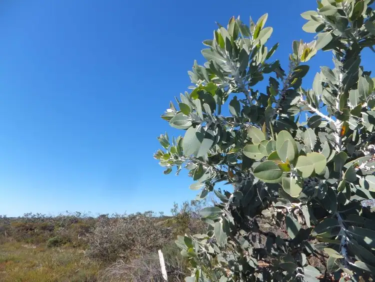 Fourth view of Homely land listing, 5 Whale Bay Drive, Hopetoun WA 6348