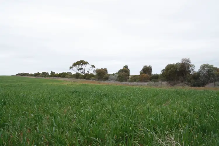 Main view of Homely rural property listing, Secs 8 & 19 Hundreds of Allen and Mantung, Caliph SA 5310