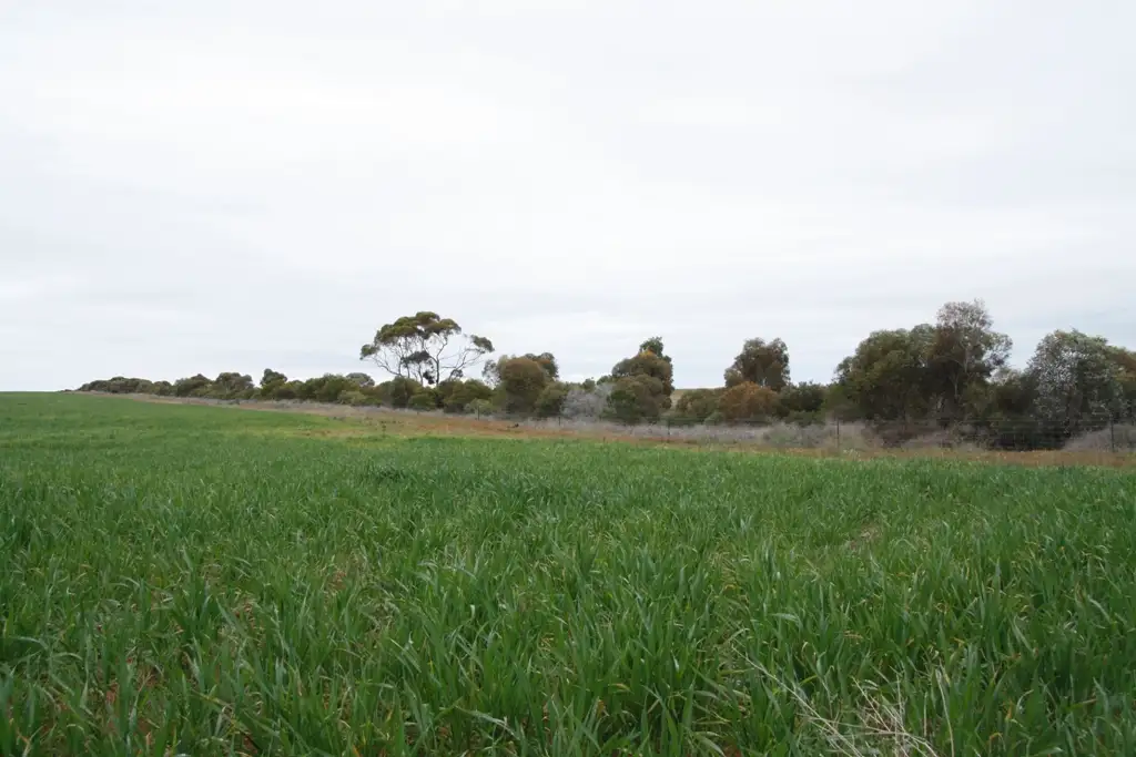 Main view of Homely rural property listing, Secs 8 & 19 Hundreds of Allen and Mantung, Caliph SA 5310