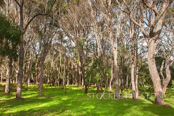 Fourth view of Homely rural property listing, 50 Coostien Road, Scott River WA 6288