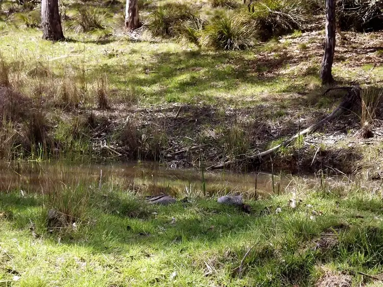 Third view of Homely rural property listing, 23 Mustard Street, Bendoc VIC 3888