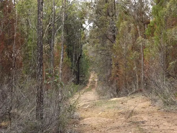 Fourth view of Homely rural property listing, Lot Kurrajong Rd, Coonabarabran NSW 2357