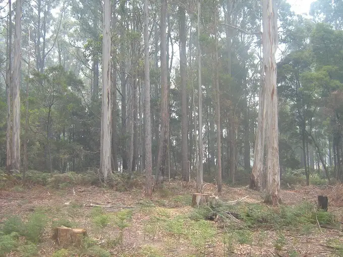 Main view of Homely rural property listing, - Douglas Road, Kindred TAS 7310