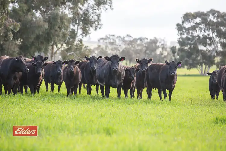 Main view of Homely rural property listing, 661 Range Road, Naracoorte SA 5271