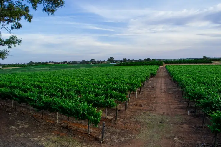 Main view of Homely land listing, - Derrick Road, Loxton SA 5333