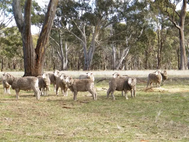 Third view of Homely house listing, 3567 Ballarat - Maryborough Road, Clunes VIC 3370