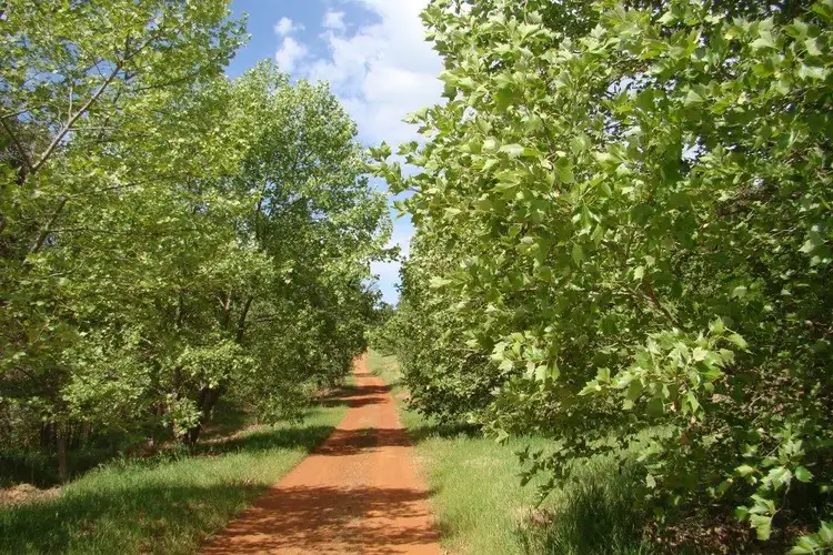 Third view of Homely rural property listing, Nelson 1232 Bolton-Gale Road, Bridgetown WA 6255