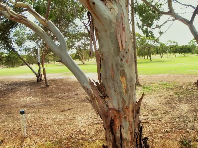 Sixth view of Homely land listing, 54 Golfcourse Drive, Woodcroft SA 5162