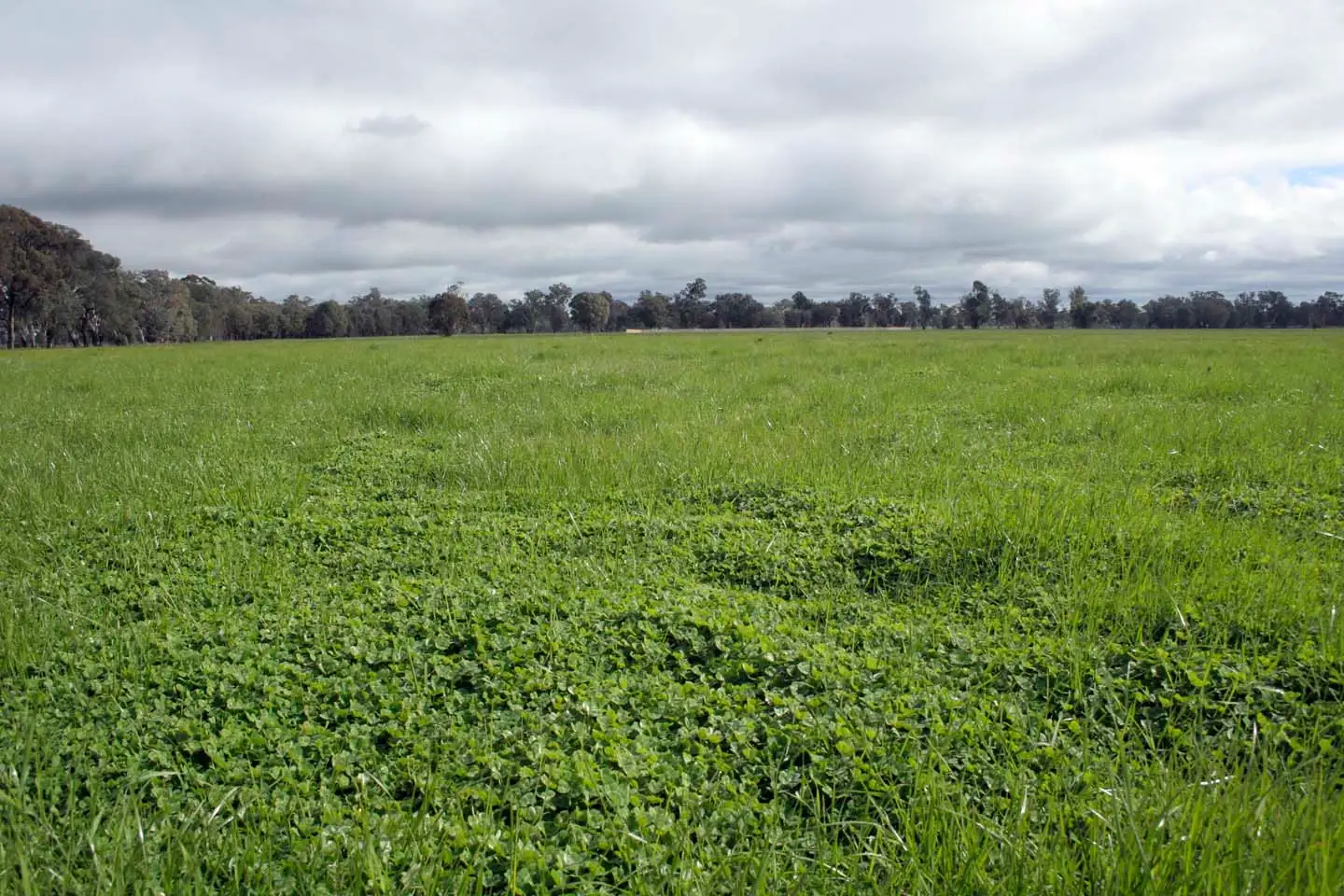 Main view of Homely rural property listing, Lot 26 Leo's Rd, Boho VIC 3669