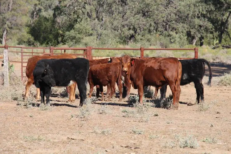 Sixth view of Homely rural property listing, 197 Bonyi Rd, Goondiwindi QLD 4390