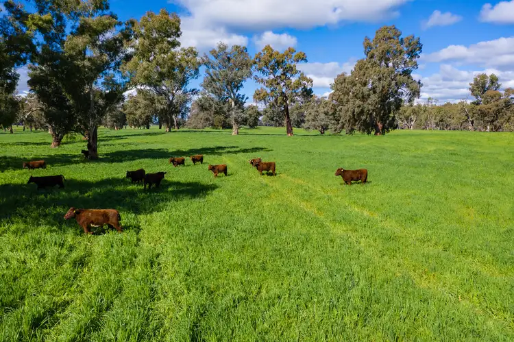 Sixth view of Homely rural property listing, 'INGLEBAR' SPRING DRIVE, Mulwala NSW 2647