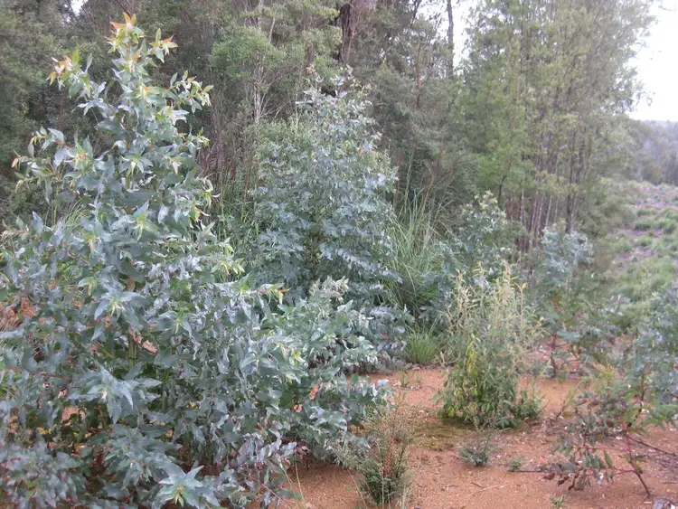 Third view of Homely rural property listing, . Roger River Road, Roger River TAS 7330