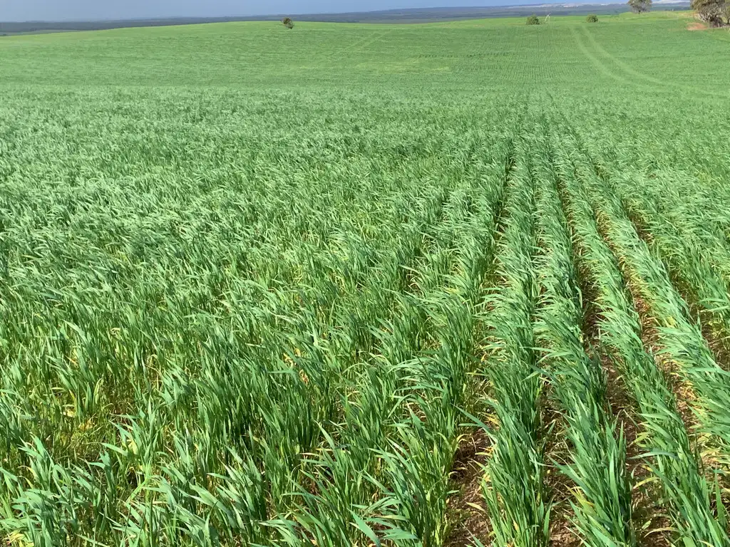 Main view of Homely rural property listing, 417 Drevers Road, Streaky Bay SA 5680