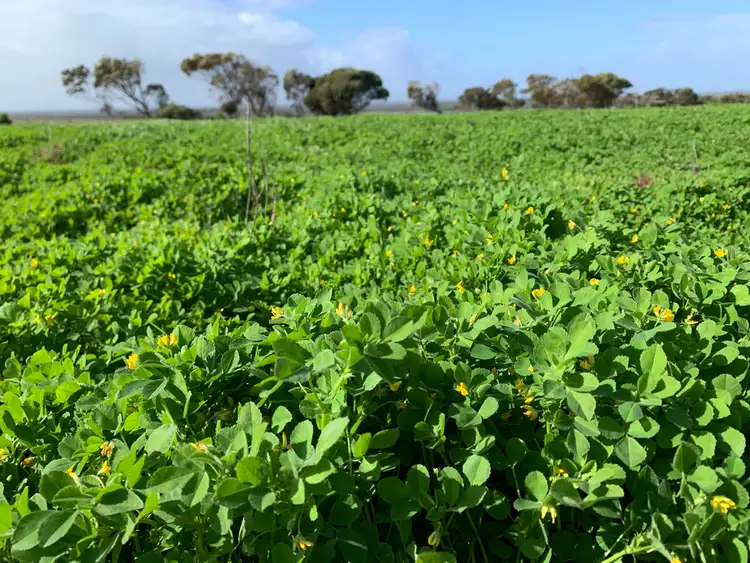 Third view of Homely rural property listing, 417 Drevers Road, Streaky Bay SA 5680