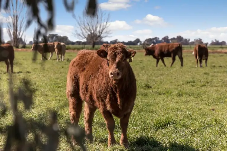 Sixth view of Homely rural property listing, 705 MCKENZIE ROAD, Echuca VIC 3564