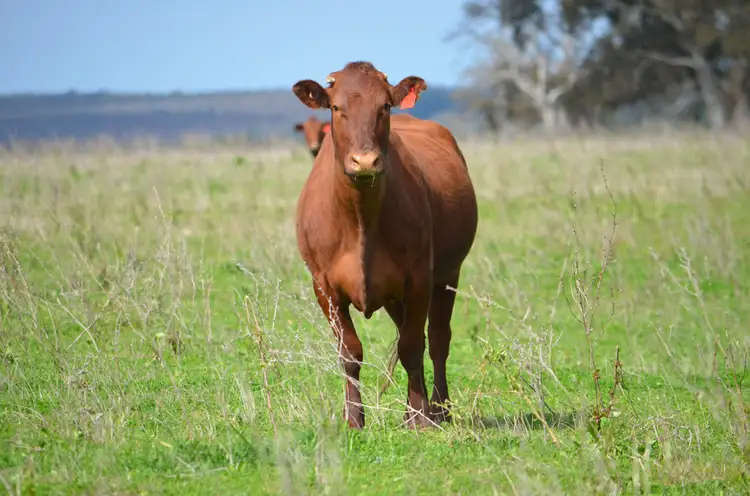 Fifth view of Homely rural property listing, Lot 10 Padthaway Road, Padthaway SA 5271