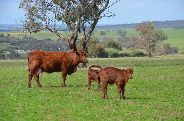 Sixth view of Homely rural property listing, Lot 10 Padthaway Road, Padthaway SA 5271