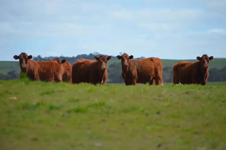 Sixth view of Homely rural property listing, 1451 Broadview Road, Padthaway SA 5271