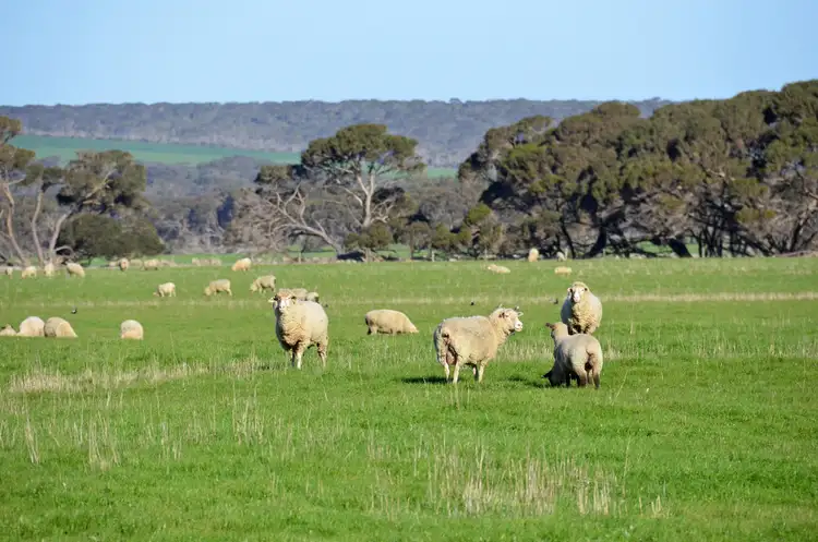 Third view of Homely rural property listing, 340 BIRCHMORE ROAD, Birchmore SA 5223