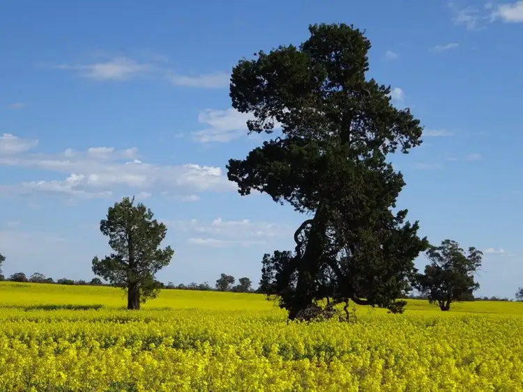 Main view of Homely rural property listing, . PERRICOOTA ROAD, Barham NSW 2732