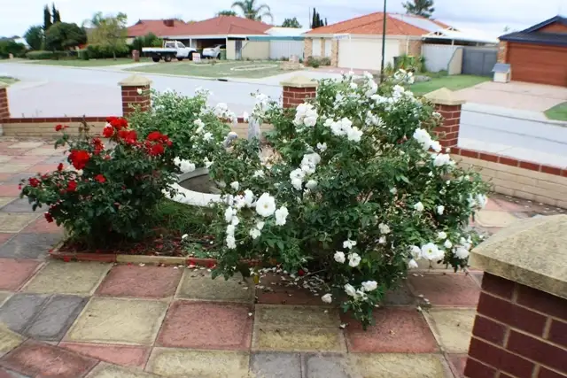 Second view of Homely house listing, 18 Chieftain Street, Bertram WA 6167