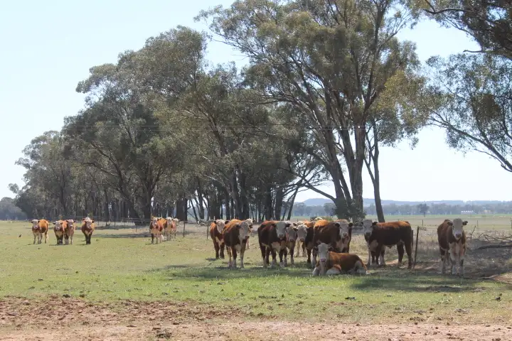 264 Thanowring school road, Temora NSW 2666