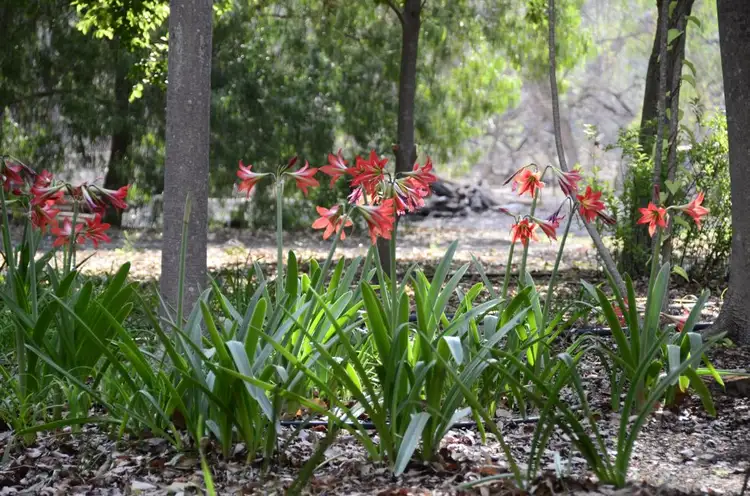Seventh view of Homely house listing, "Lumeah" , Dirranbandi - Bollon Road, Dirranbandi QLD 4486