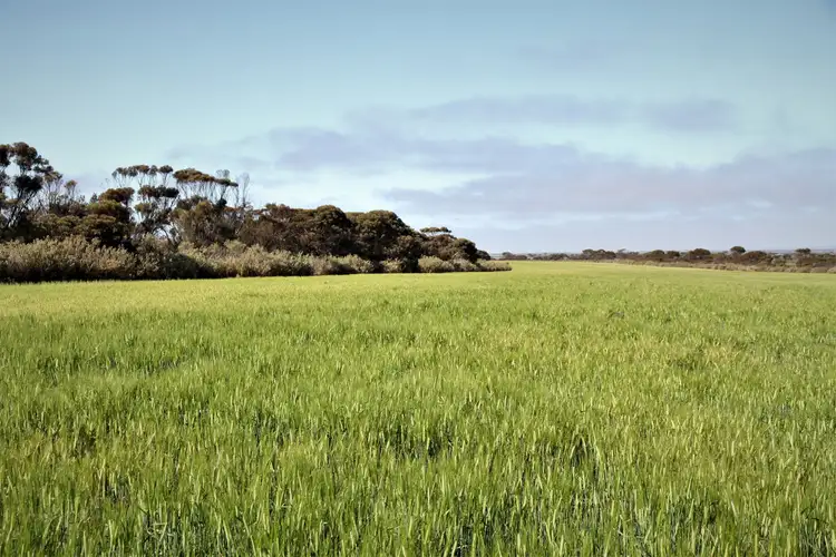 Main view of Homely rural property listing, 5557 Balumbah-Kinnaird Rd, Rudall SA 5642