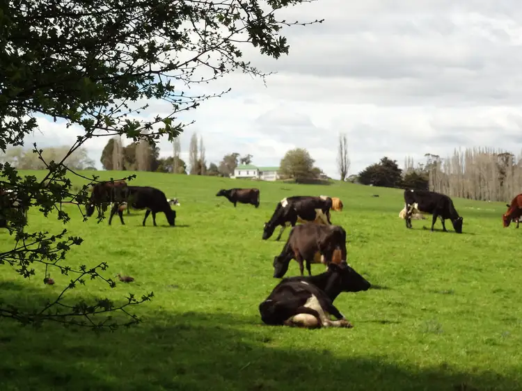 Second view of Homely rural property listing, 5329 Bass Highway, Deloraine TAS 7304
