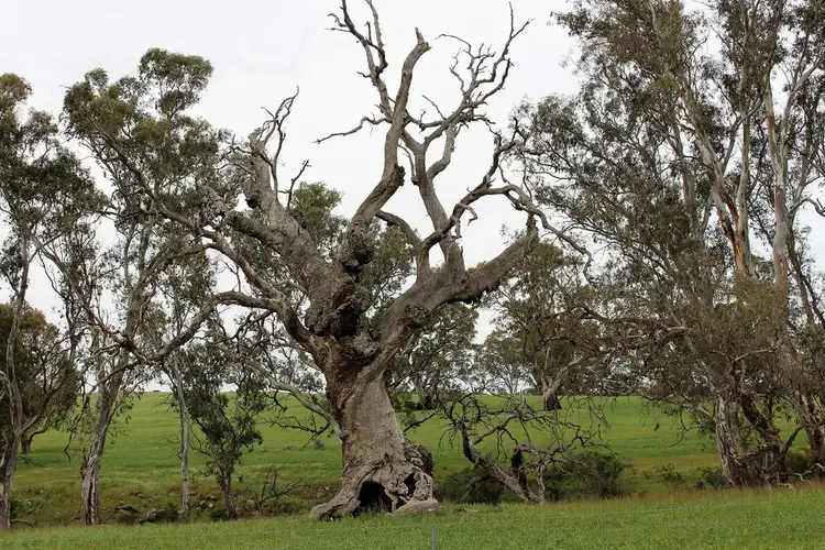 Third view of Homely rural property listing, A21 Jutland Road, Springton SA 5235