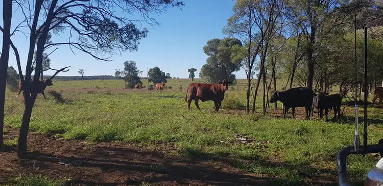 Third view of Homely rural property listing, .. Mount Owen Road, Mitchell QLD 4465