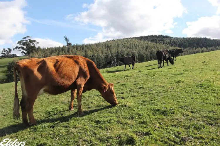 Seventh view of Homely rural property listing, 1435 Tarra Valley Road, Tarra Valley VIC 3971