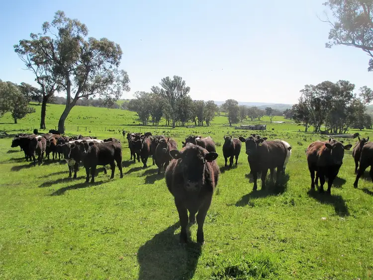 Seventh view of Homely rural property listing, 2222 Goulburn Valley Hwy, Alexandra VIC 3714
