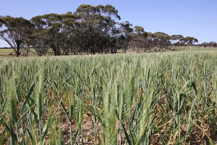 Main view of Homely rural property listing, Lot 1 Booran South Road, Merredin WA 6415