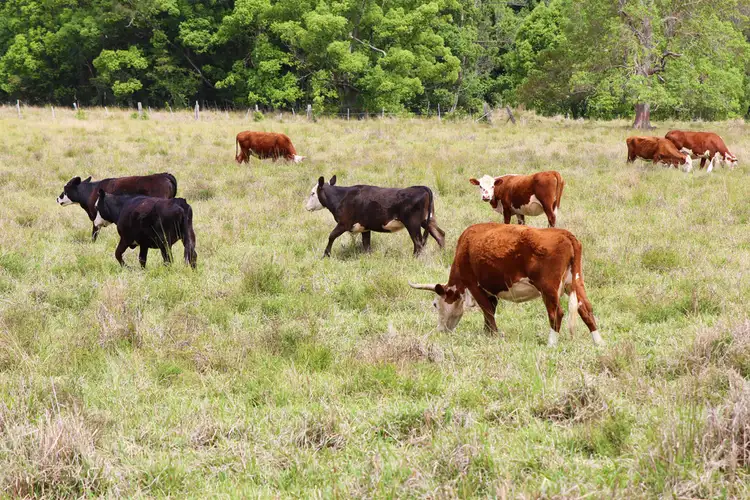 Sixth view of Homely land listing, Lot 1, 50 Gungas Road, Nimbin NSW 2480