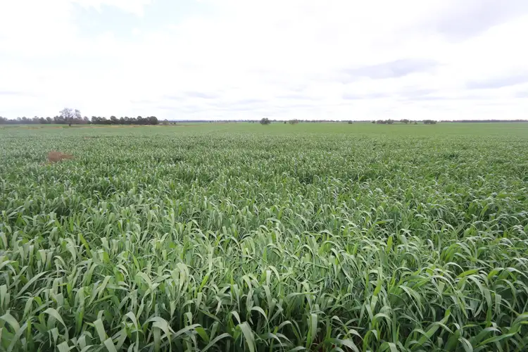 Fourth view of Homely rural property listing, 364 Rutledges lane, Weethalle NSW 2669