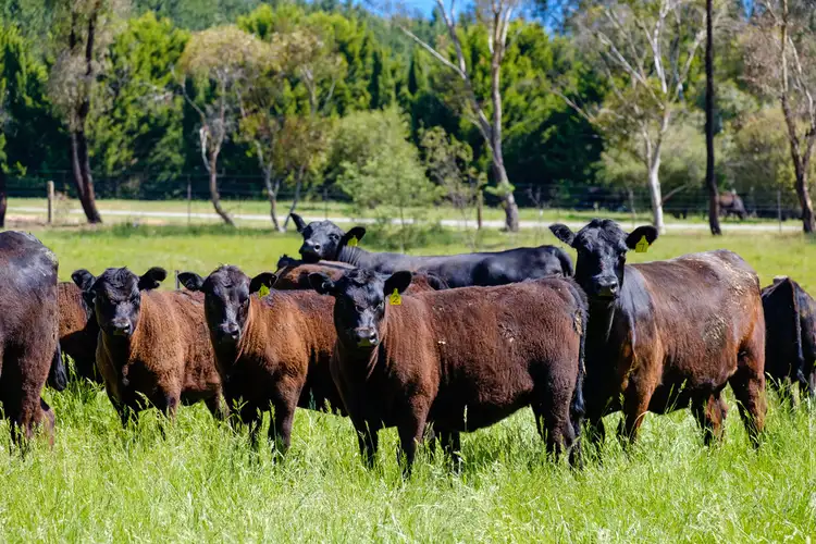Fourth view of Homely rural property listing, 22 Baroni Lane, Porepunkah VIC 3740