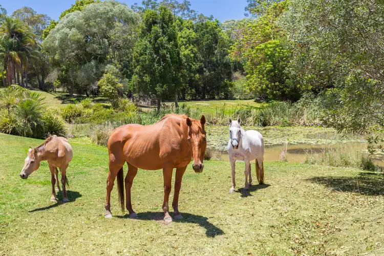 Second view of Homely house listing, 390 Schreibers Road, Cooran QLD 4569