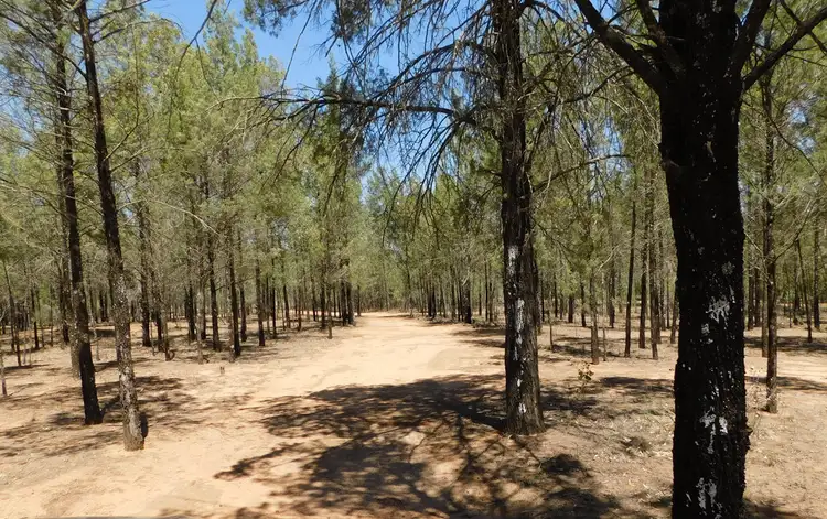 Fourth view of Homely rural property listing, 3 Aerodrome Road, Baradine NSW 2396