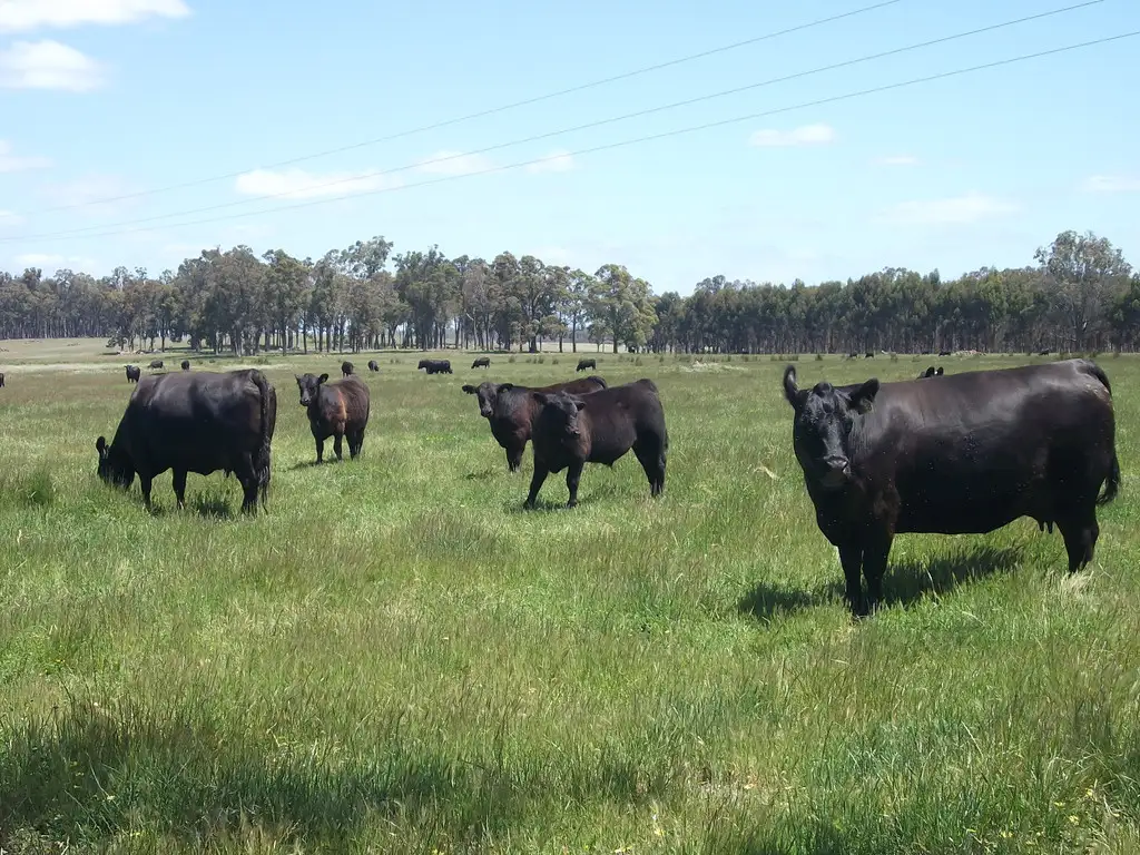 Main view of Homely rural property listing, 226 Wilgarrup Road, Manjimup WA 6258